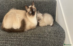 Ragdoll cats for sale: Baby boy rag doll kitten  - Image 2