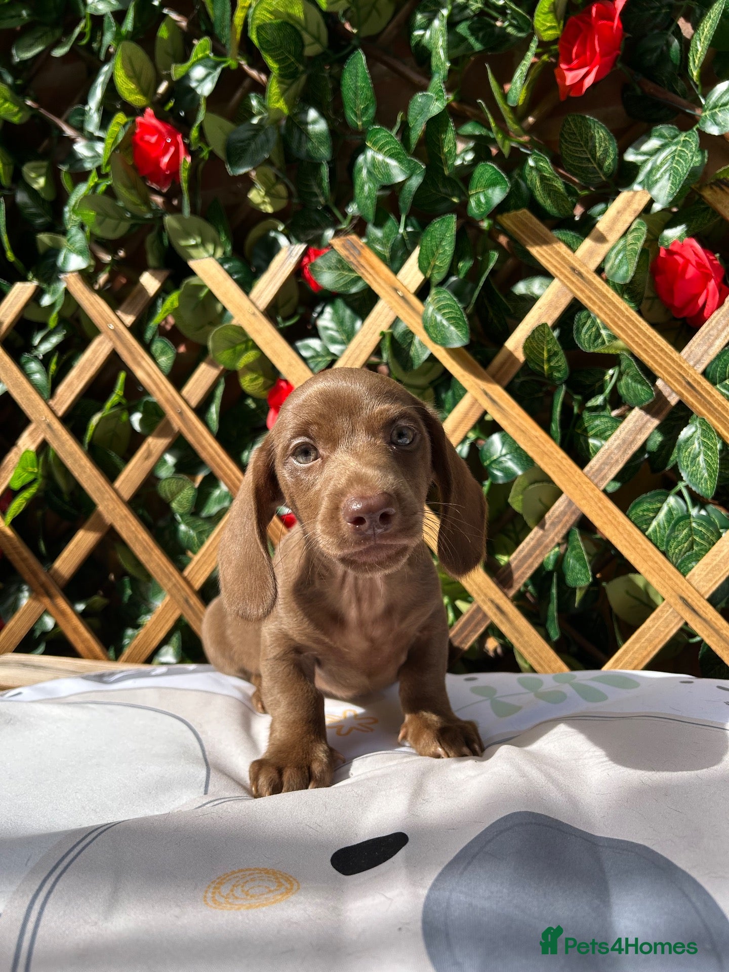 Dachshund dogs READY NOW SOLID MINI DAXI KC REG PRA CLEAR - Advert 1