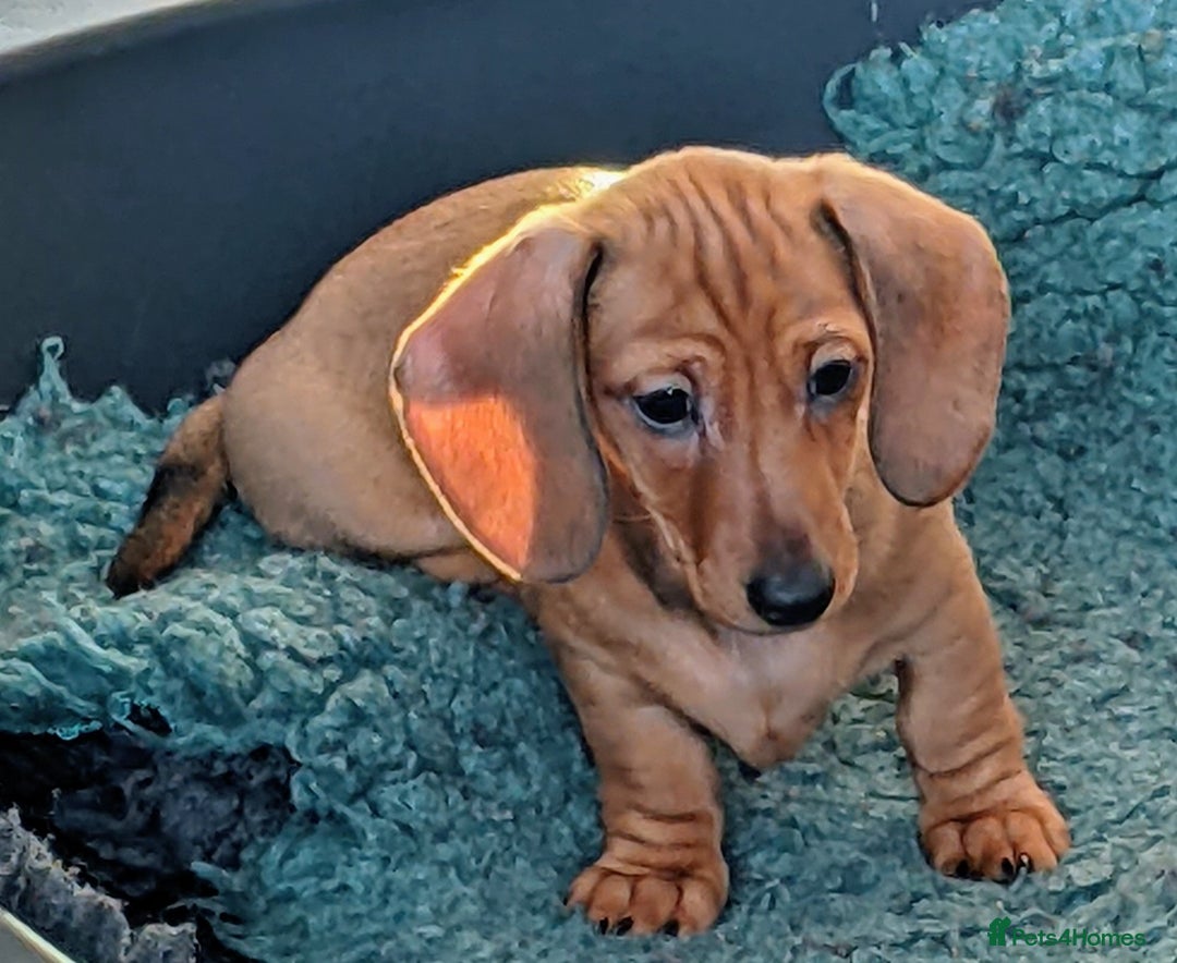 Miniature Dachshund dogs for sale: CH sired PRA IVDD mini smooth haired Dachshunds   - Advert 15