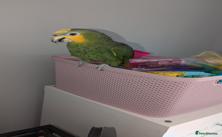 Parrots birds - Advert 2