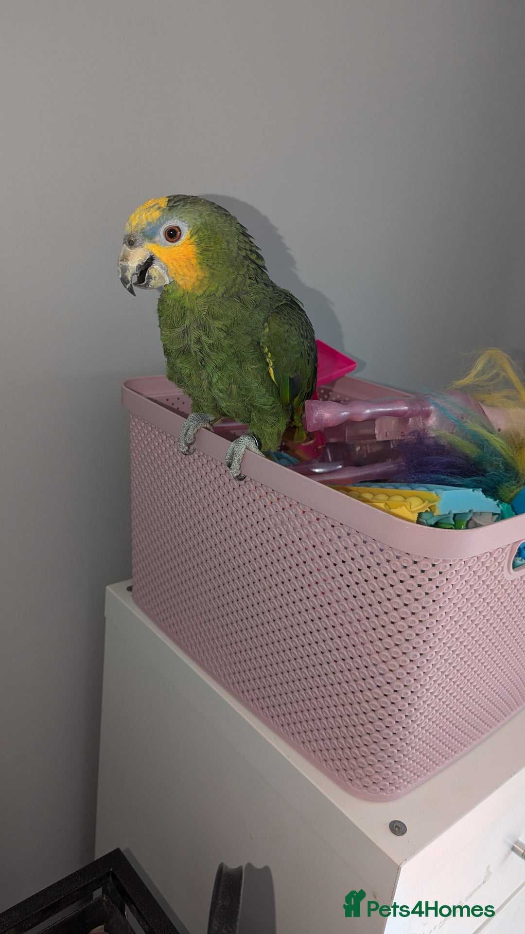 Parrots birds for sale: Orange winged amazon parrot - Image 1
