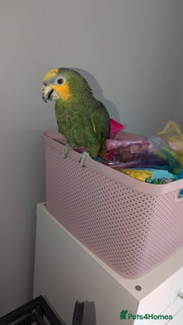 Parrots birds - Advert 2
