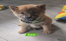Japanese Shiba Inu dogs for sale: Gorgeous Shibas  - Image 4