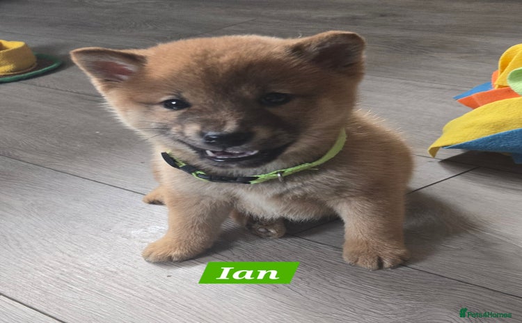 Japanese Shiba Inu dogs - Advert 2