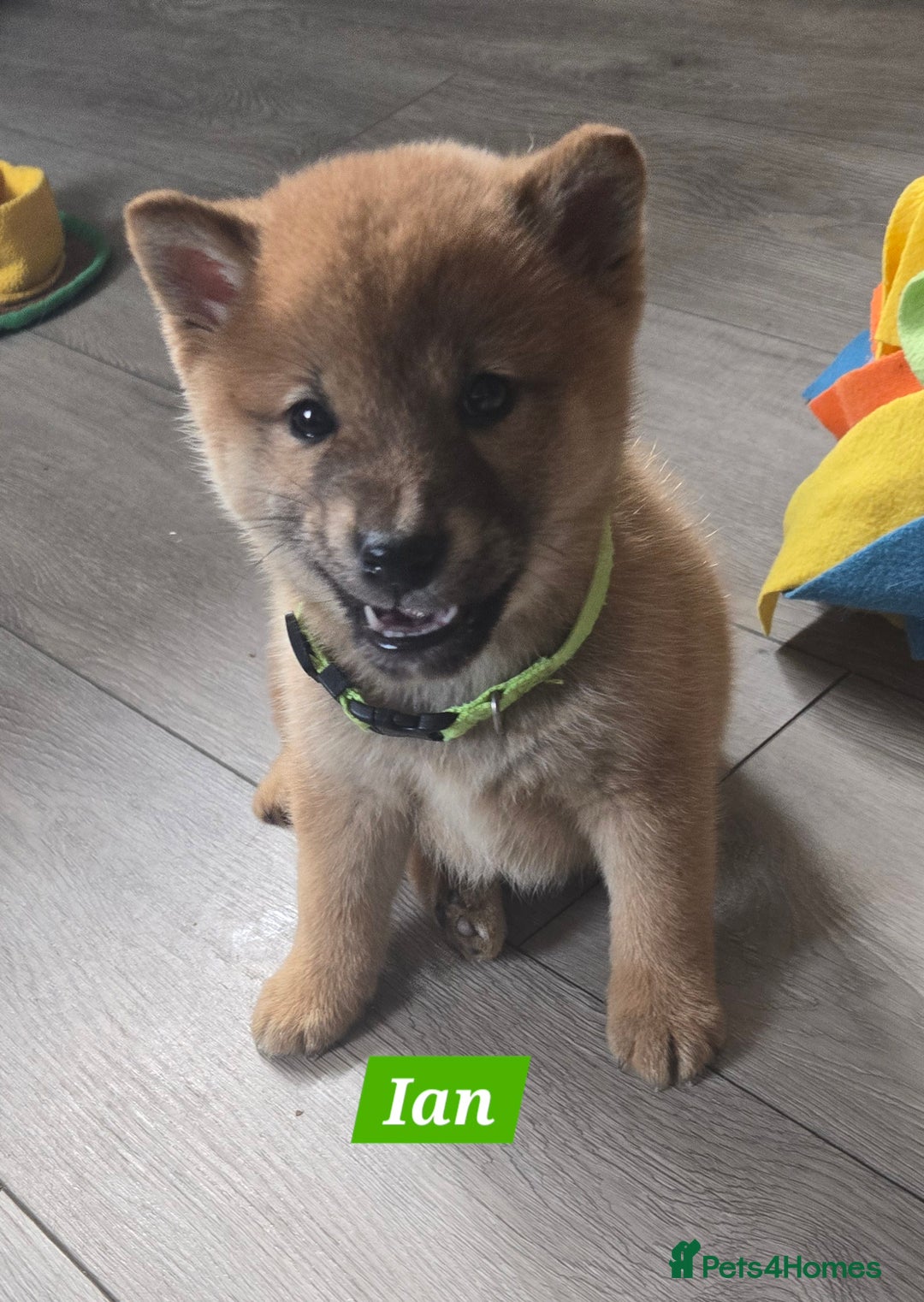 Japanese Shiba Inu dogs for sale: Gorgeous Shibas  - Image 4