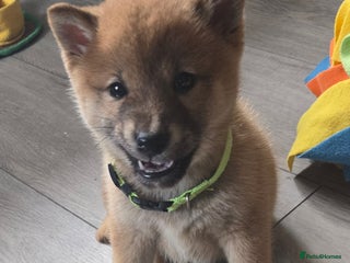 Japanese Shiba Inu dogs - Advert 3