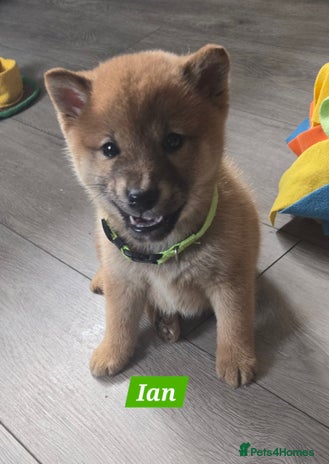 Japanese Shiba Inu dogs - Advert 2