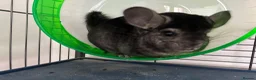 Chinchilla rodents for sale: 2 male chinchillas  in Evesham - Advert 3