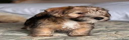 Mixed Breed dogs for sale: Norfolk x Sealyham puppies  - Advert 3