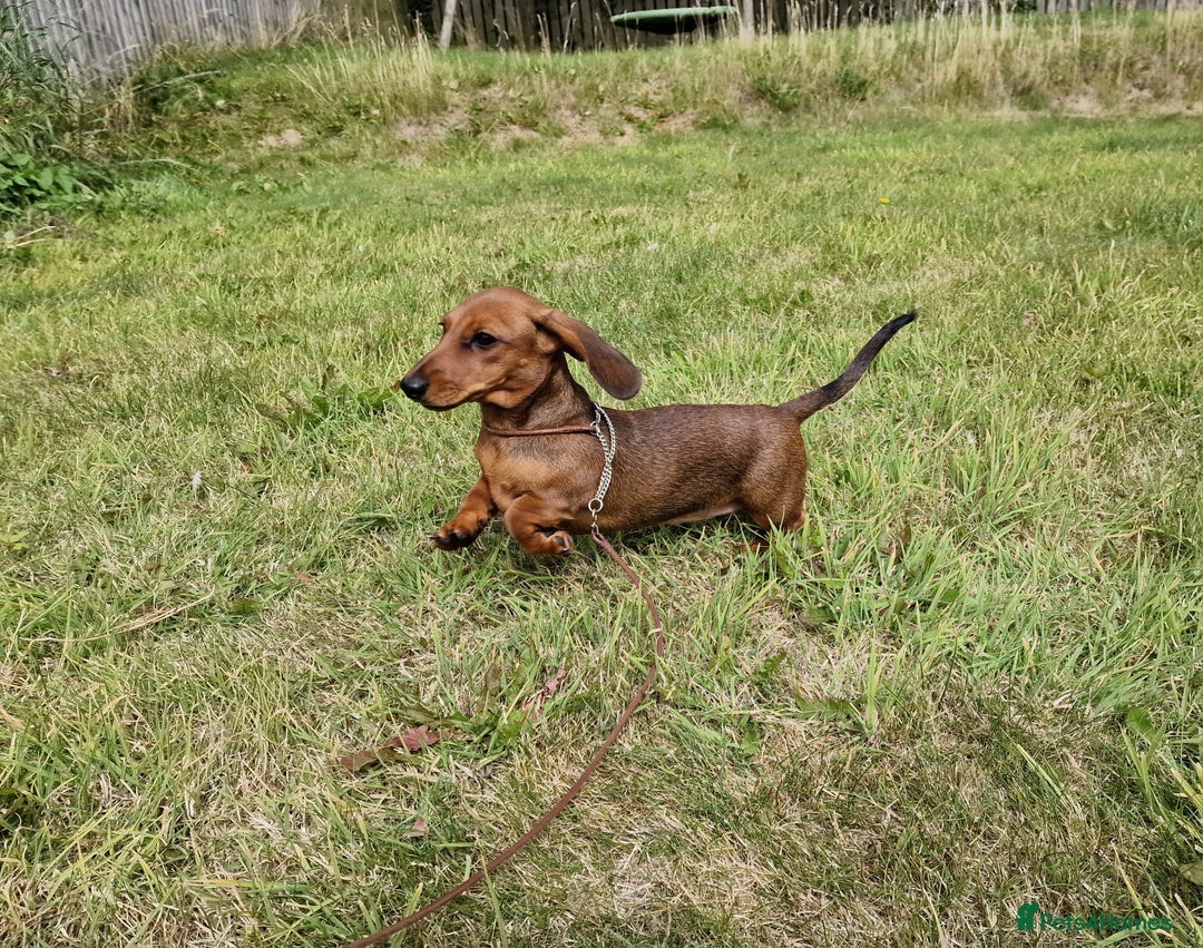 Dachshund dogs for sale: Champion sired, show quality miniature, ready now. - Image 1
