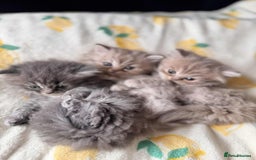 British Longhair cats for sale: British long hair kittens - Image 3