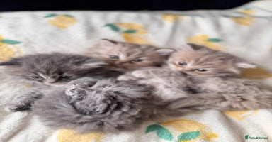 British Longhair cats - Advert 8