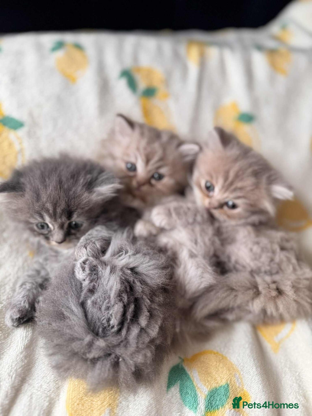 British Longhair cats for sale: British long hair kittens - Image 3