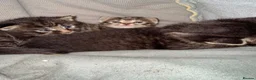 Mixed Breed cats for sale: 3 beautiful tabby kittens  - Advert 8