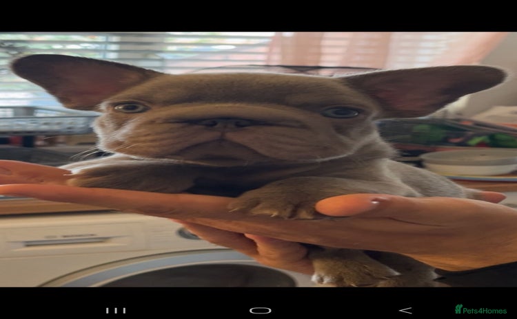 French Bulldog dogs - Advert 1