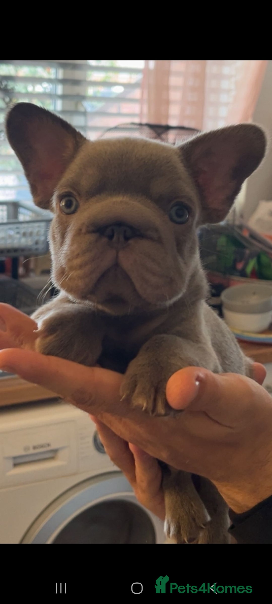 French Bulldog dogs for sale: LAST BIG ROPE LILAC MALE CARRYING FLUFFY - Image 4