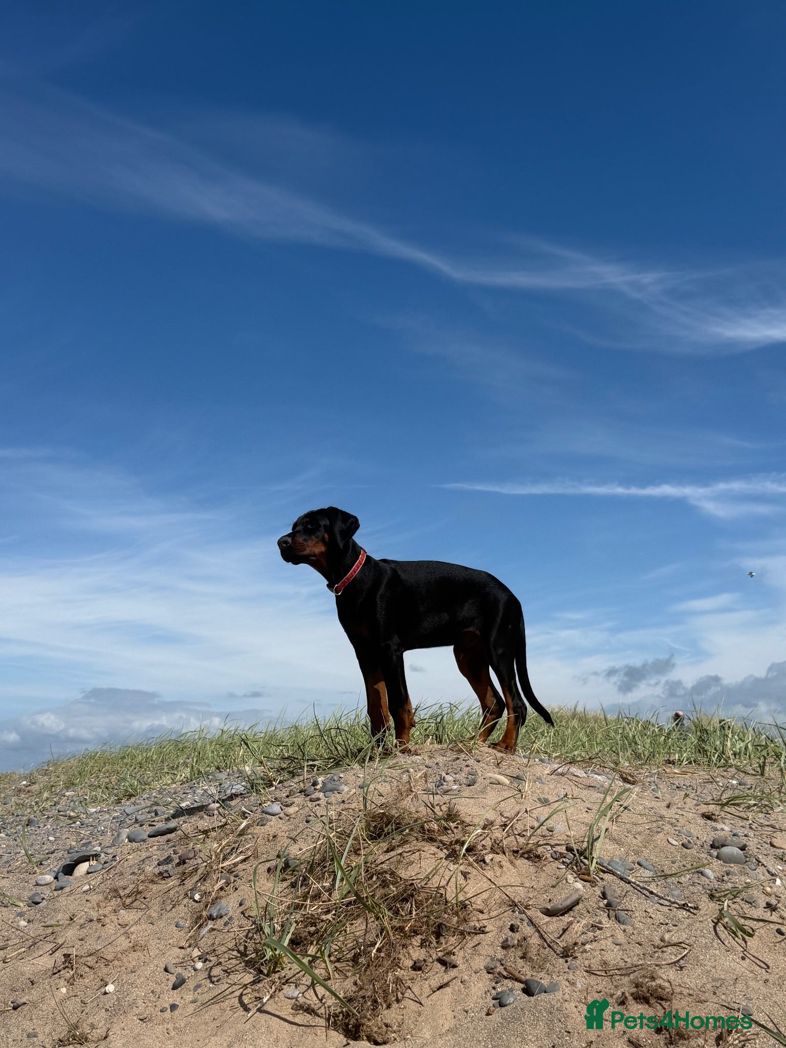 Dobermann dogs 6 month old Doberman - Advert 1
