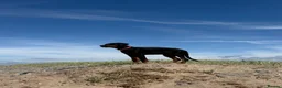 Dobermann dogs for sale: 6 month old Doberman in Blackpool - Advert 1