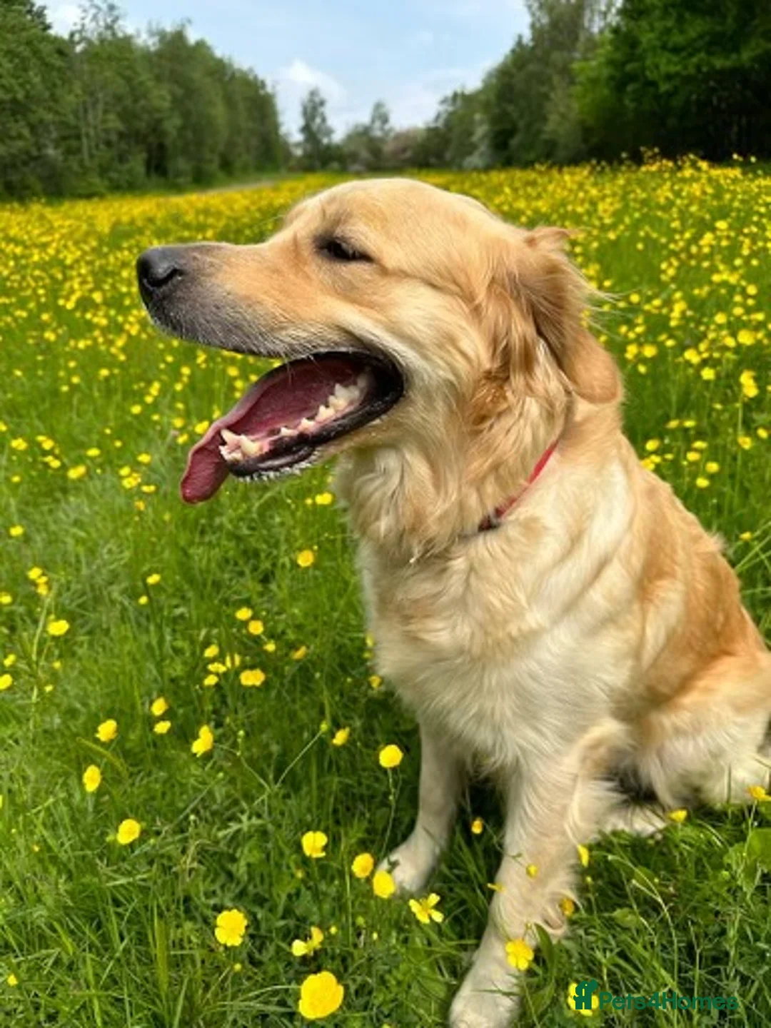Golden Retriever dogs for sale: DARK GOLDEN RETRIEVER KC REG PEDIGREE 🐶  - Advert 2