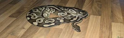 Python Snake reptiles for sale: Potential breeding pair - Advert 6
