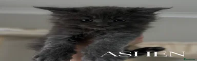 Ashen