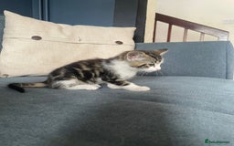 Domestic Shorthair cats for sale: Three beautiful playful kittens. - Image 8