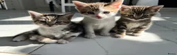Mixed Breed cats for sale: beautiful kittens  in Slough - Advert 12