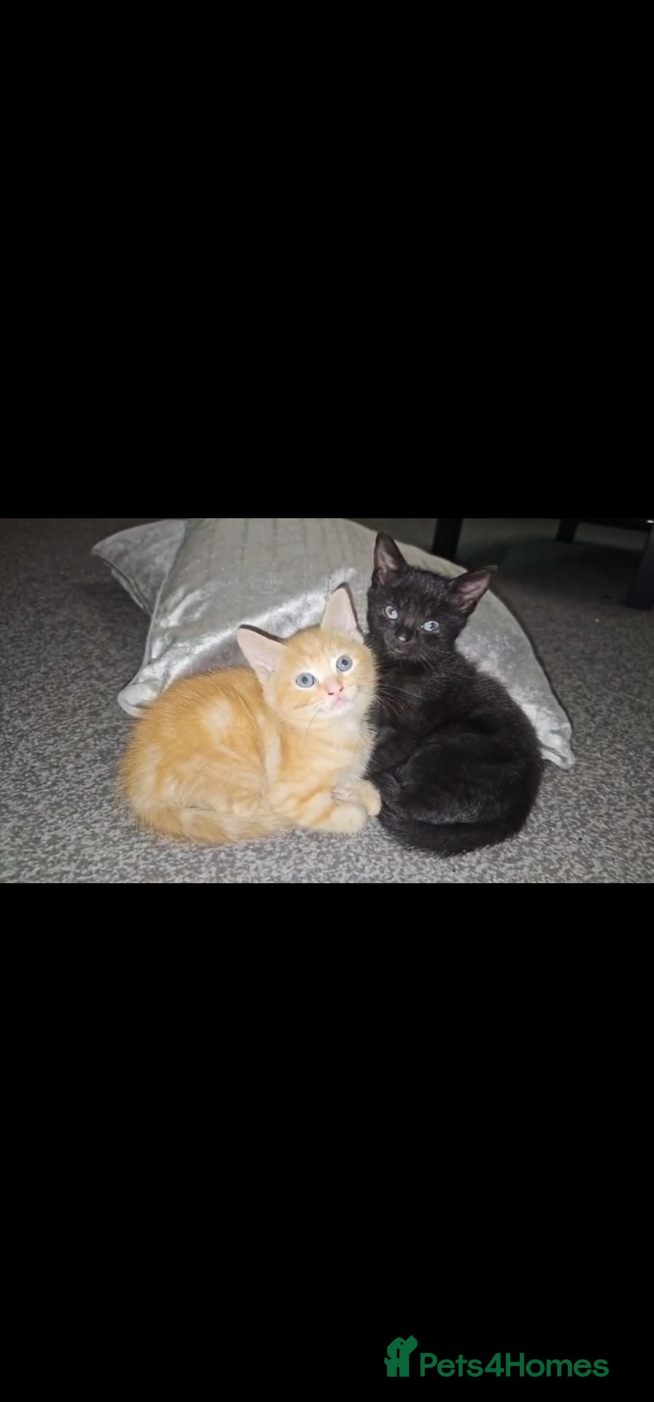 Mixed Breed cats 4 beautiful kittens left ready now !!!  - Advert 1