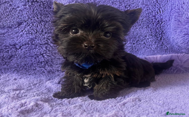 Yorkshire Terrier dogs - Advert 4