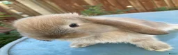French Lop rabbits for sale: French Lop Bunnies in London - Advert 5
