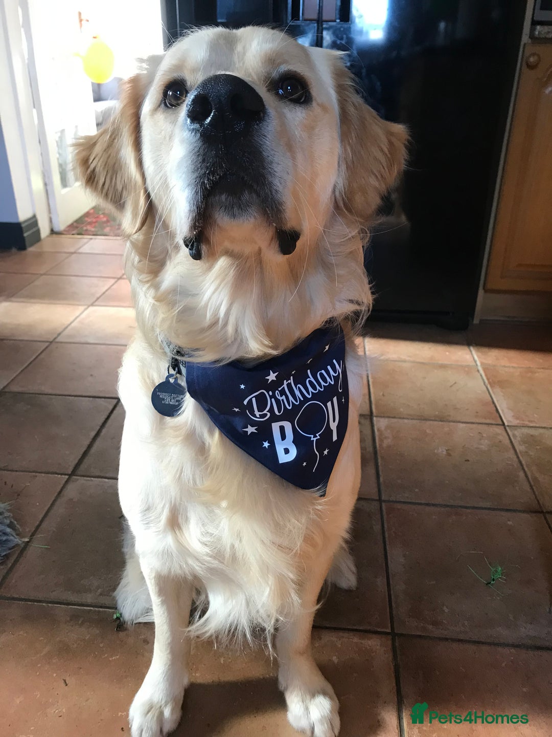 Golden Retriever dogs for stud: MAC DREAMER - Advert 9