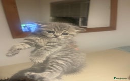 British Shorthair cats for sale: RARE LILAC COLOURPOINT BRITISH SHORT HAIR KITTENS  - Image 6