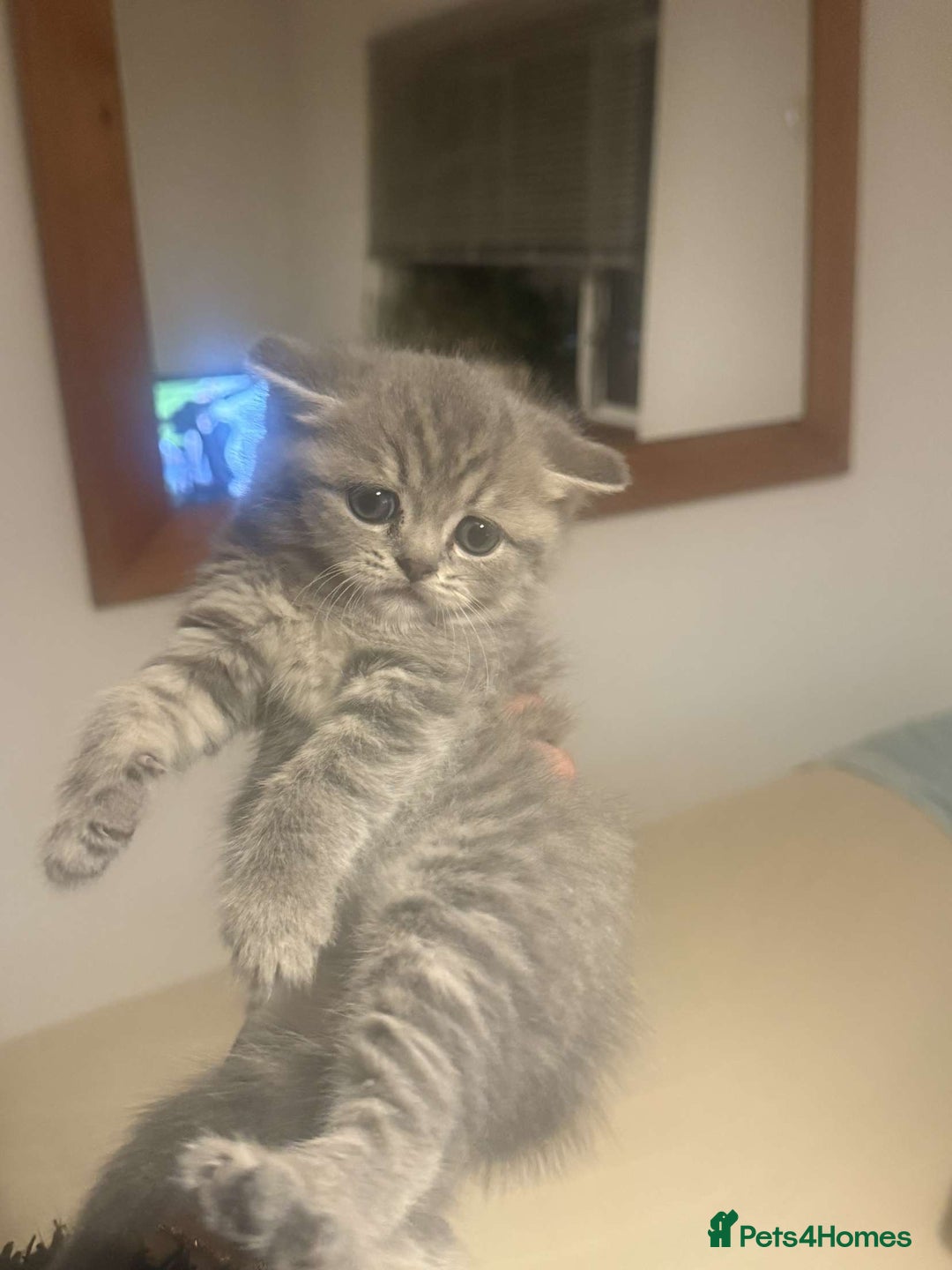 British Shorthair cats for sale: RARE LILAC COLOURPOINT BRITISH SHORT HAIR KITTENS  - Image 6
