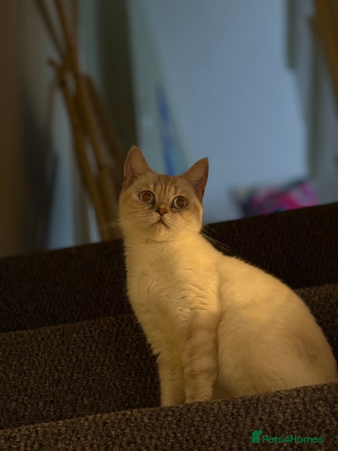 British Shorthair cats for sale: Two beautiful girls waiting for forever home  - Image 16