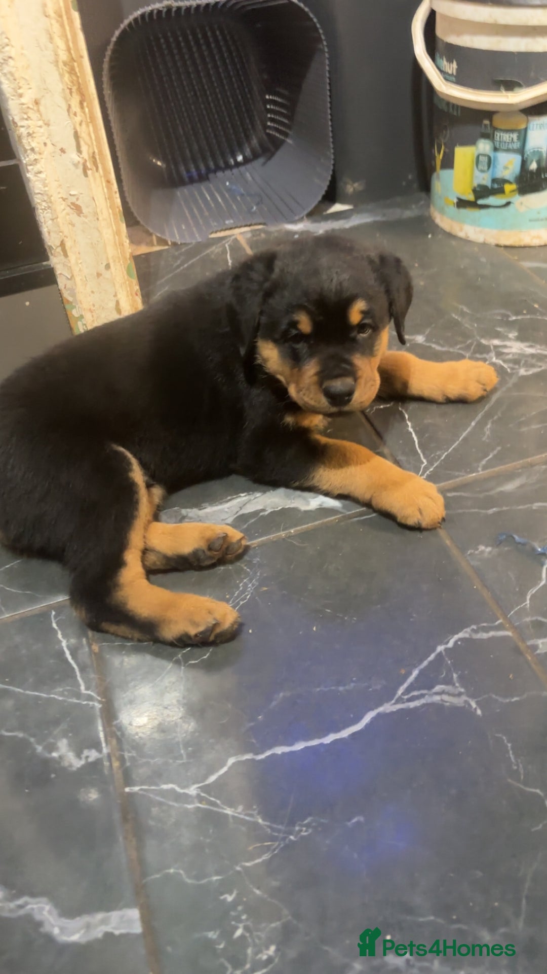 Rottweiler dogs for sale: 10 week old Rottweiler Puppies - Advert 4
