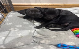 Patterjack dogs for sale: 🐶✨ Patterjack Puppies Ready Soon! ✨🐶 - Image 5
