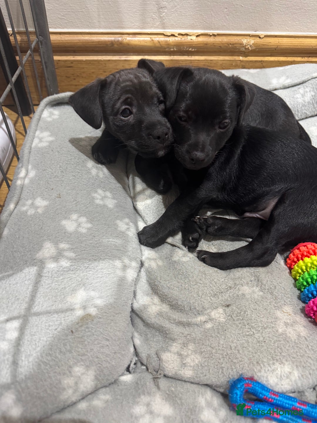 Patterjack dogs for sale: 🐶✨ Patterjack Puppies Ready Soon! ✨🐶 - Image 5