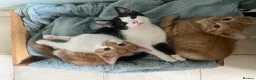 Mixed Breed cats for sale: Lovely short haired kittens  in Redhill - Advert 9