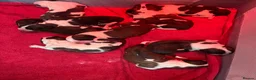 Saint Bernard dogs for sale: Kc registered Saint Bernard pups  - Advert 11