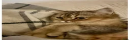 British Shorthair cats for sale: Cute Golden Shaded Female British Shorthair - Advert 8