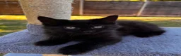 Mixed Breed cats for sale: Adorable Kittens  - Advert 12