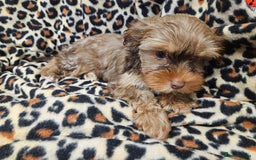 Yorkshire Terrier dogs for sale: 🧡 DNA tested parents 🤎 Chocolate Red boy  - Advert 10
