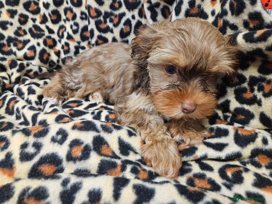 Yorkshire Terrier dogs for sale: 🧡 DNA tested parents 🤎 Chocolate Red boy  - Advert 10