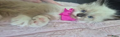 Milky