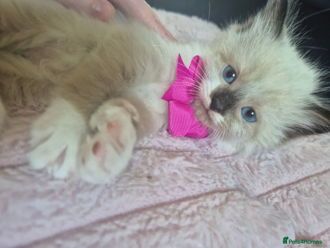 Ragdoll cats for sale: Ragdoll Kittens  - Advert 2