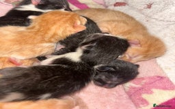 Mixed Breed cats for sale: 1 FEMALE LEFT left  - Image 13
