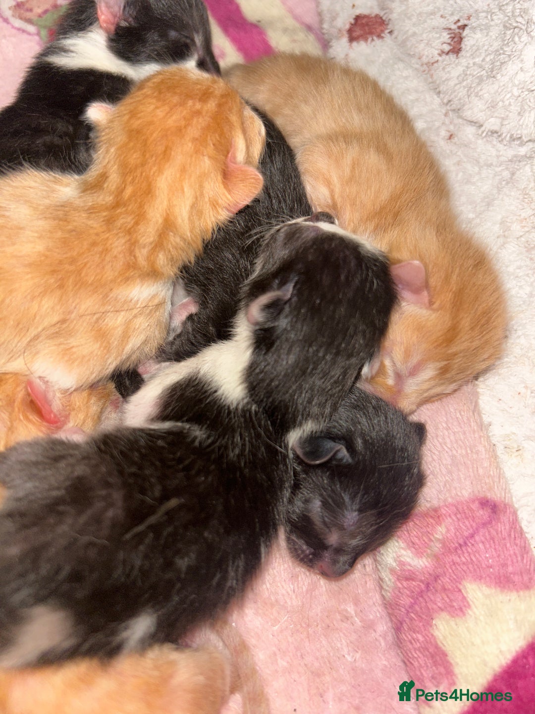 Mixed Breed cats for sale: 1 FEMALE LEFT left  - Image 13