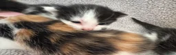 British Longhair cats for sale: Kittens  in Haltwhistle - Advert 18