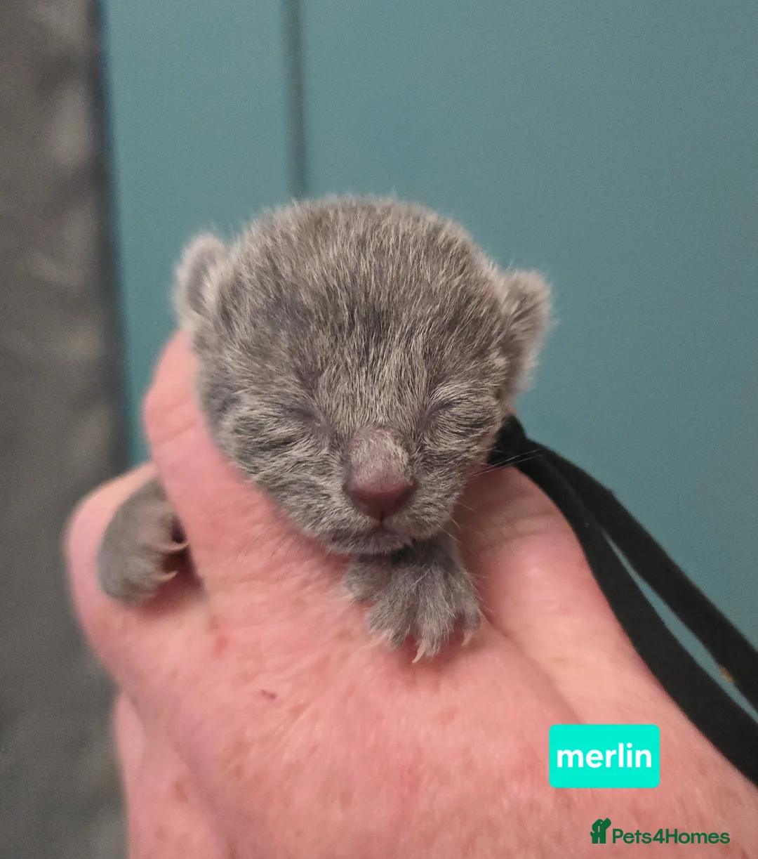 Russian Blue cats for sale: Champion Sired Russian Blue Kittens - Advert 2