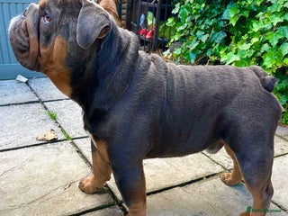 English Bulldog dogs in Nottingham - Advert 19